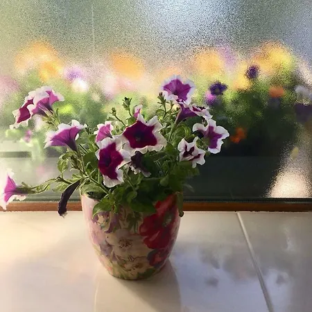 Meadow View * Trim